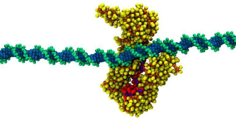 Un equipo del CSIC describe un mecanismo para controlar la formación de lazos de ADN de proteínas implicadas en enfermedades raras